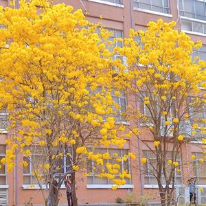 日韩三级片自拍视频
